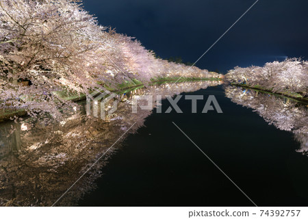 弘前夜櫻花（弘前城西錦） 74392757