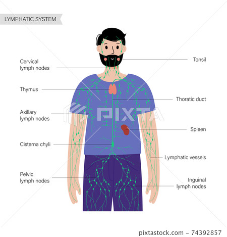 Lymphatic system in human body 74392857