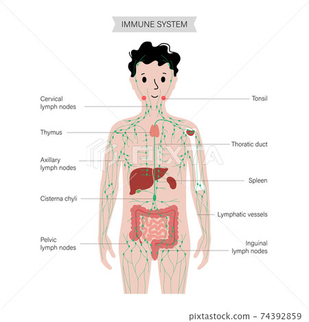 Lymphatic system in human body Lymphatic system in human body 74392859