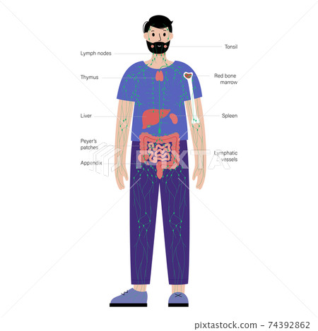 Lymphatic system in human body Lymphatic system in human body 74392862