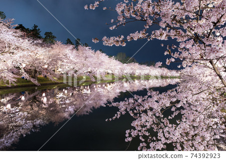 弘前夜櫻花(弘前夜櫻花(弘前公園西護城河櫻花)西茂貓櫻花盛開) 弘前夜櫻花(弘前夜櫻花(弘前公園西護城河櫻花)西茂貓櫻花盛開) 74392923