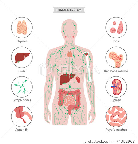 Lymphatic System Concept 74392968