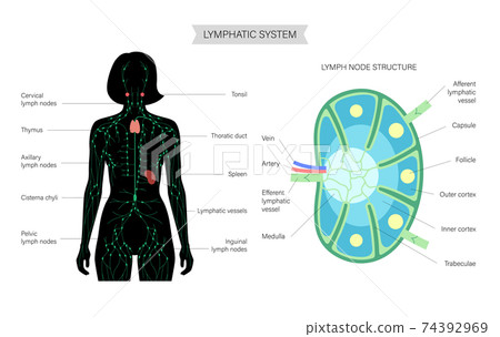 Lymph node anatomy 74392969