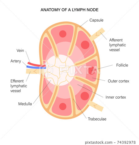 Lymph node anatomy Lymph node anatomy 74392978