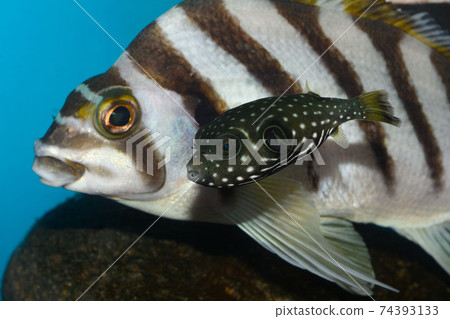 白斑河豚Fugu Takanohadai 白斑河豚Fugu Takanohadai 74393133