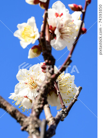 White plum 20 74393850