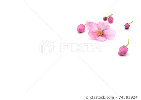 Cherry blossom isolated on white background. sign of spring Cherry blossom isolated on white background. sign of spring 74393924
