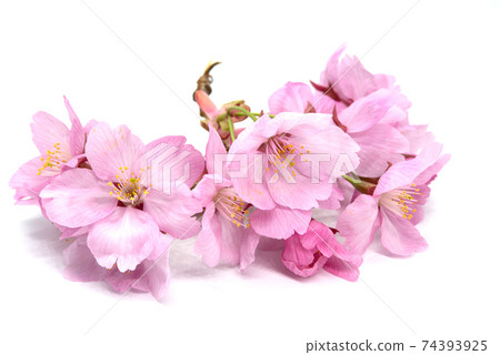 Cherry blossom isolated on white background. sign of spring Cherry blossom isolated on white background. sign of spring 74393925