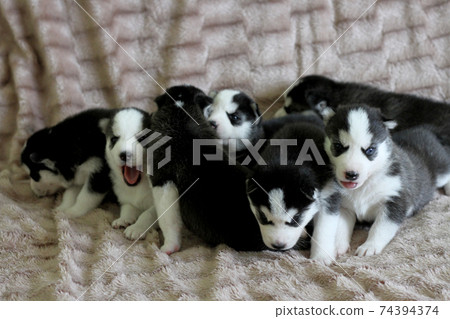 Blue-eyed Siberian Husky puppies plays on coat 74394374