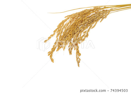 Rice field 74394503