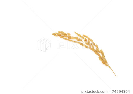 Rice field 74394504