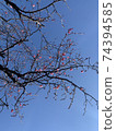 plum	 74394585