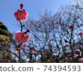 Plum blossom  74394593