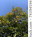grapefruit  74394594