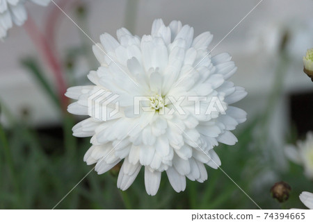 Double-flowered white marguerite 74394665