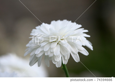 重瓣白瑪格麗特 74394666