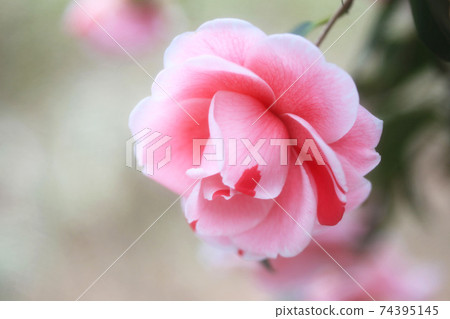 Pink and red squeezed camellia flowers (passing birds) Pink and red squeezed camellia flowers (passing birds) 74395145