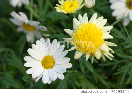 White marguerite blooming with friends White marguerite blooming with friends 74395244