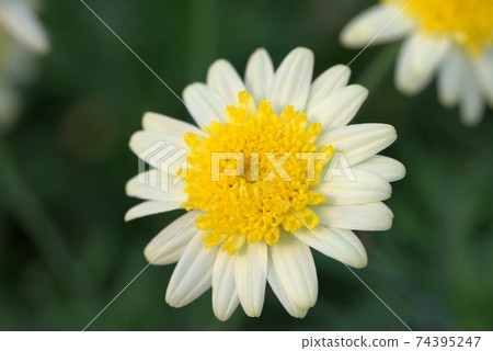 Margaret Lemon Yellow Bonza Margaret 74395247