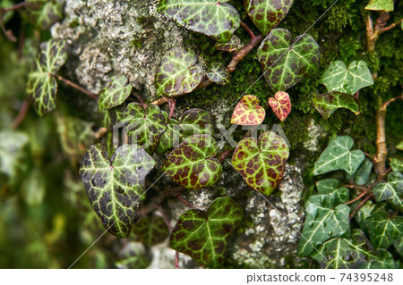 multicolored ivy leaves entwining a mossy tree trunk multicolored ivy leaves entwining a mossy tree trunk 74395248