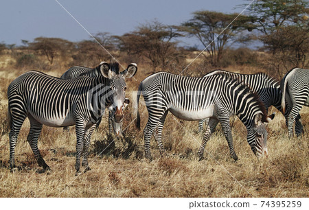 肉汁斑馬 肉汁斑馬 74395259