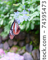 Chestnut tiger and plumbago auriculata 74395473