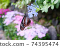 Chestnut tiger and plumbago auriculata 74395474