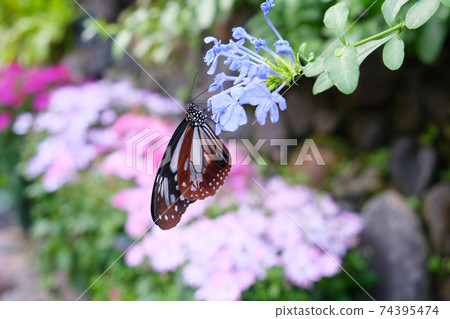 Chestnut tiger and plumbago auriculata Chestnut tiger and plumbago auriculata 74395474
