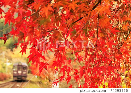 Diesel car going through a maple tunnel that is dyed bright red 74395556