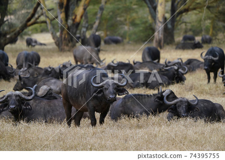 African buffalo 74395755