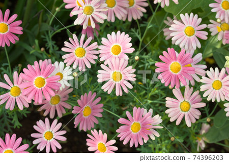 Single-blooming pink marguerite Single-blooming pink marguerite 74396203
