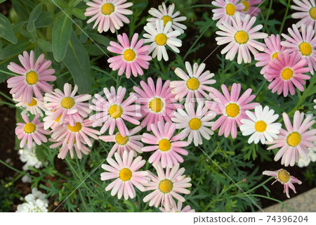 Single-blooming pink marguerite Single-blooming pink marguerite 74396204