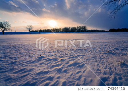 A row of birch trees at sunset in Otofuke, Hokkaido 74396410