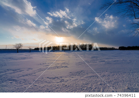 A row of birch trees at sunset in Otofuke, Hokkaido A row of birch trees at sunset in Otofuke, Hokkaido 74396411