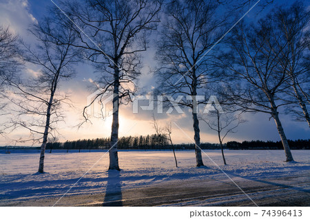 A row of birch trees at sunset in Otofuke, Hokkaido 74396413