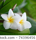 Plumeria 74396456