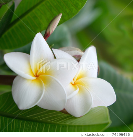 Plumeria Plumeria 74396456