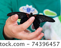 Hand-riding Papilio memnon 74396457