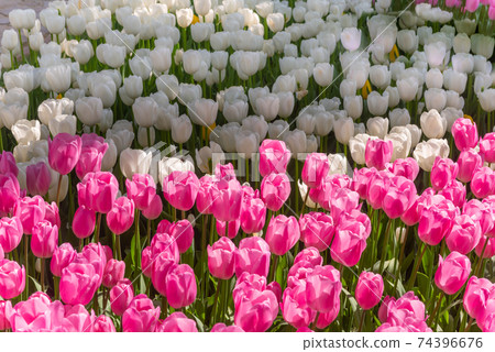 Colorful tulips. Annual April tulip festival in Istanbul Emirgan Park, Turkey Colorful tulips. Annual April tulip festival in Istanbul Emirgan Park, Turkey 74396676