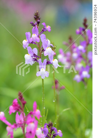 類似於金魚草的花朵(利納里亞,金魚草) 類似於金魚草的花朵(利納里亞,金魚草) 74396914