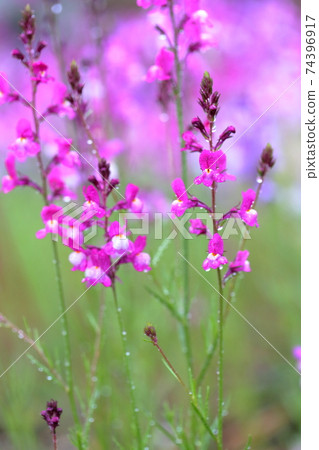類似於金魚草的花朵(利納里亞,金魚草) 類似於金魚草的花朵(利納里亞,金魚草) 74396917