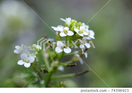 帶有小白花的香雪球(甜香雪球,Niwanazuna,Nioi Nazuna) 帶有小白花的香雪球(甜香雪球,Niwanazuna,Nioi Nazuna) 74396923