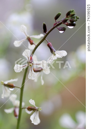 Arugula that blooms in a cross shape Arugula that blooms in a cross shape 74396925