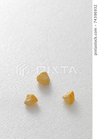 玉米種子 玉米種子 74396932