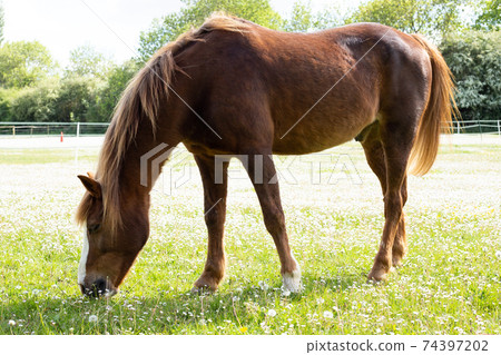 Beautiful red horse eating on green grass on meadow Beautiful red horse eating on green grass on meadow 74397202