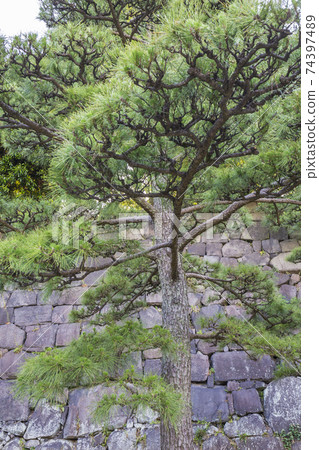 故宮東御苑,前江戶城,中ja門遺跡,中之門遺跡,Ninomaru,Sannomaru,故宮花園,石垣 故宮東御苑,前江戶城,中ja門遺跡,中之門遺跡,Ninomaru,Sannomaru,故宮花園,石垣 74397489