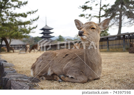 Kofukuji寺的鹿黃昏 74397598
