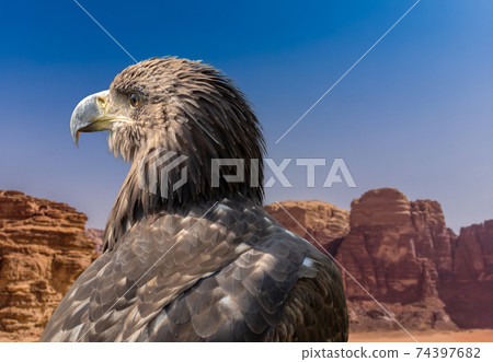 Portrait of a falcon in front of the rocks of the desert Portrait of a falcon in front of the rocks of the desert 74397682