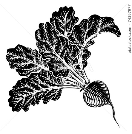Beet Beetroot Vegetable Woodcut Illustration 74397977