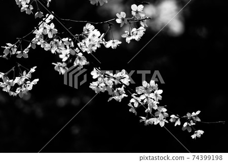 Sakura 03 Sakura 03 74399198